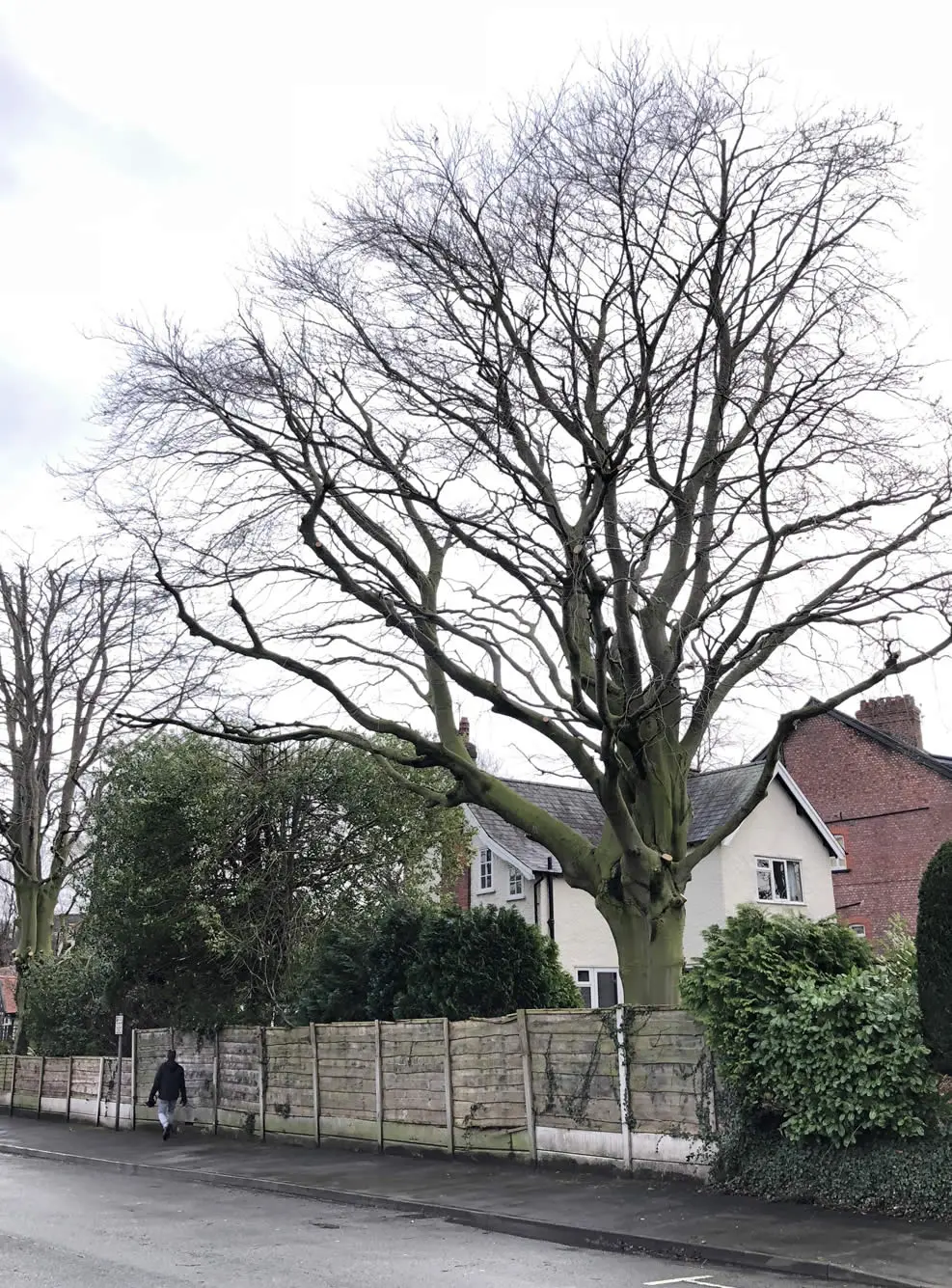 After tree reduction work by Nick Bailey Tree Surgeons