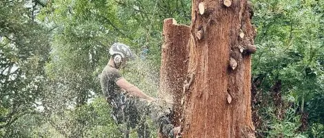 Coastal Redwood Removal in Northwich